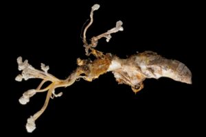 冬虫夏草の写真