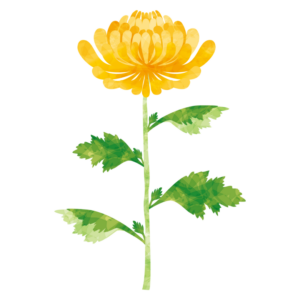 菊の花のイラスト