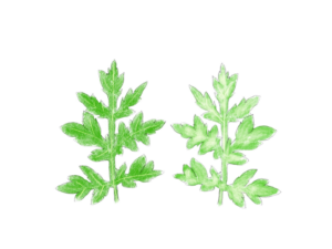 よもぎのイラスト