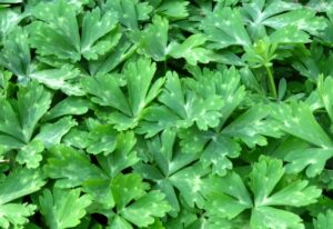 トリカブトにそっくりなニリンソウ