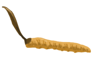 冬虫夏草のイラスト